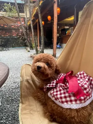 Taci enjoying Pawby Kitchen