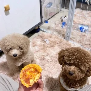 Moci and Oni enjoying Pawby Kitchen