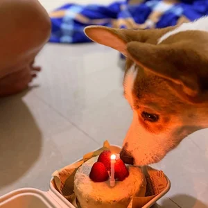 Ragnar enjoying Pawby Kitchen