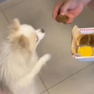 Tu Tan enjoying Pawby Kitchen