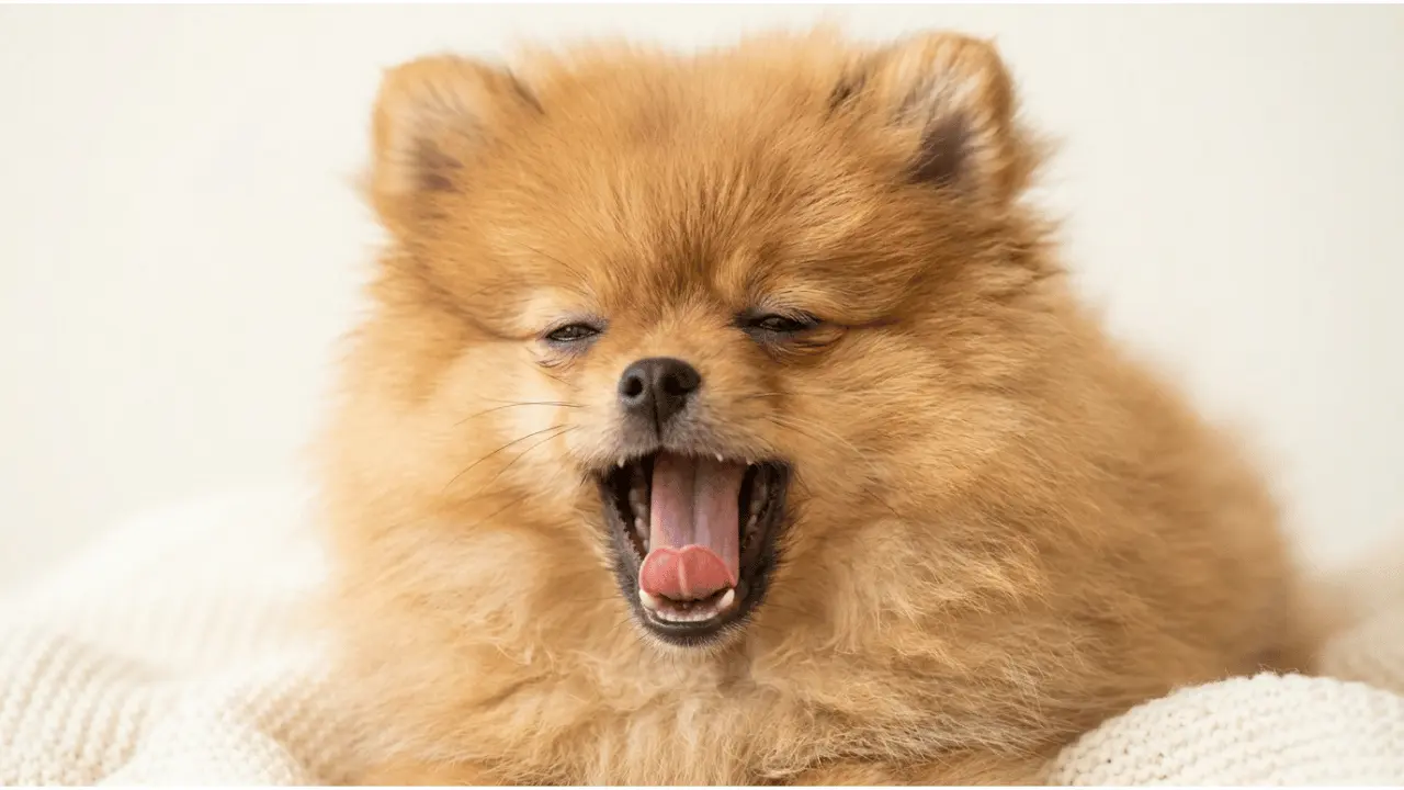 Why Does My Dog Have Bad Breath?