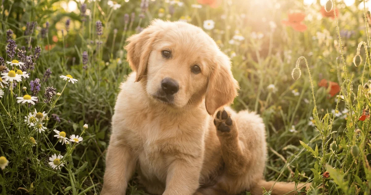 Why Does My Dog Have Seasonal or Environmental Allergies?