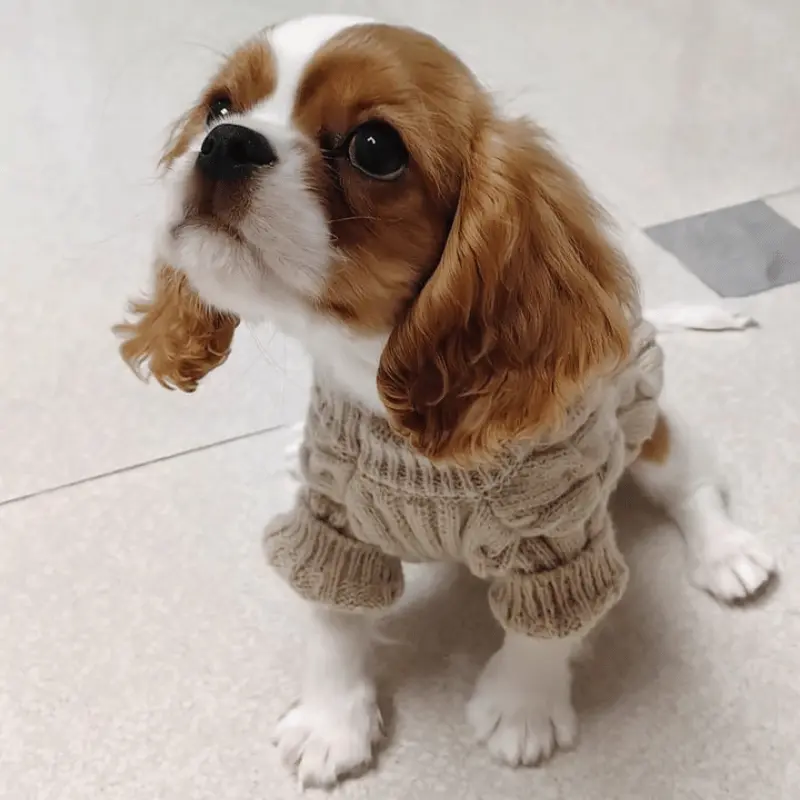Maison Knit Paw Sweater