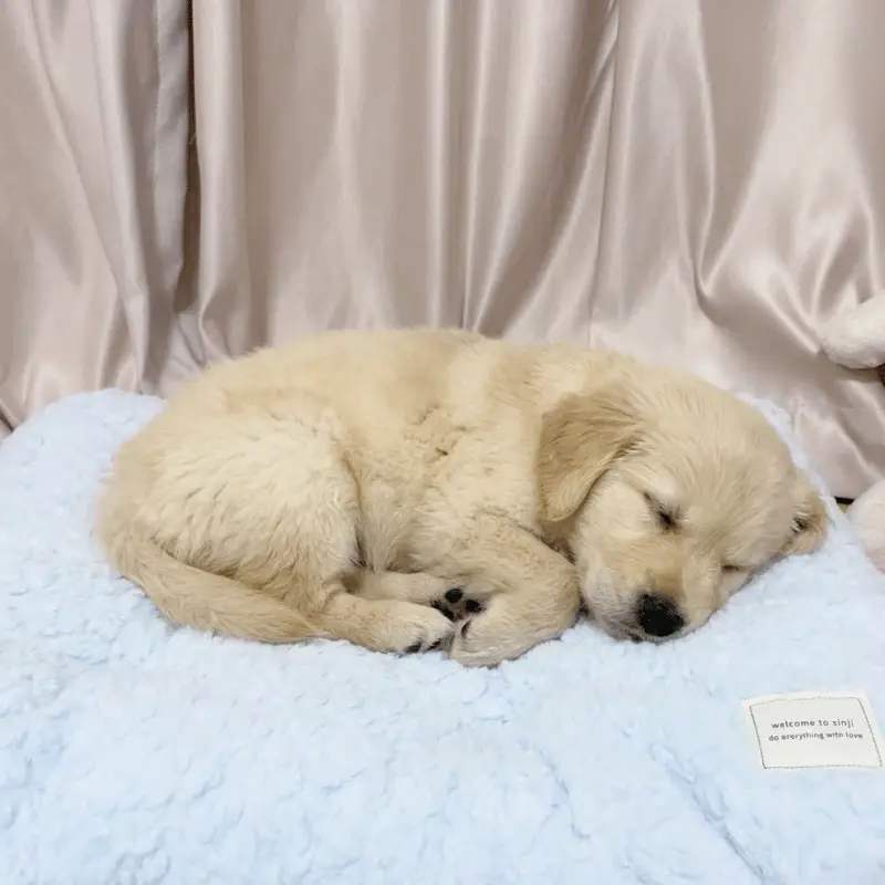 Pawffy Cloud (Blue)