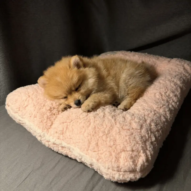 Pawffy Cloud (Pink)